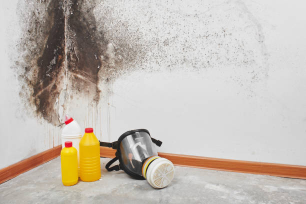 Best Black Mold Remediation in Pleasant Hill, MO