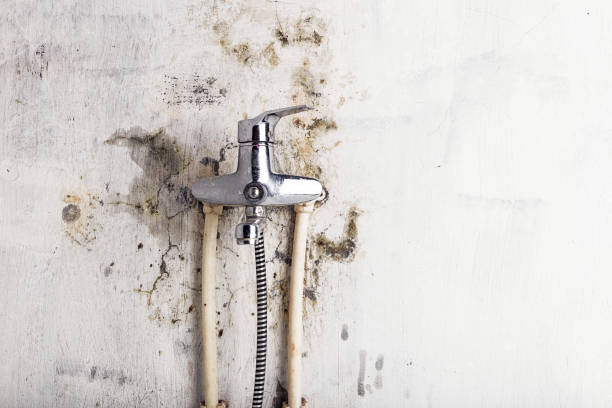 Best Bathroom Mold Remediation in Pleasant Hill, MO