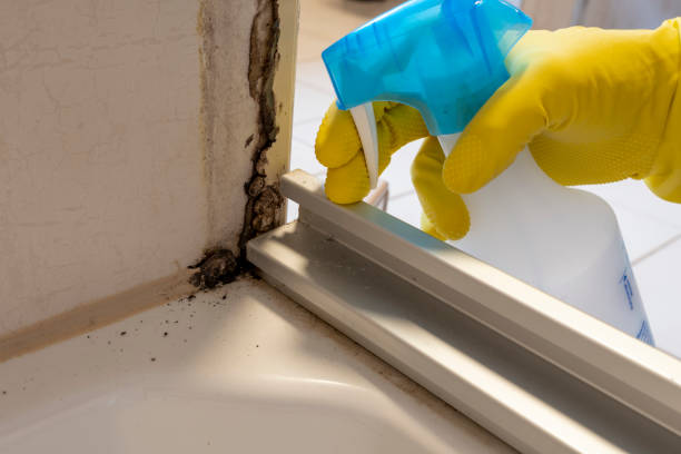 Best White Mold Remediation in Pleasant Hill, MO