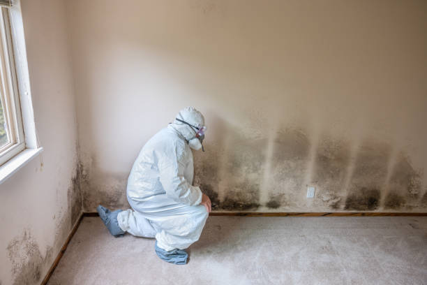 Best Post-Flood Mold Remediation in Pleasant Hill, MO