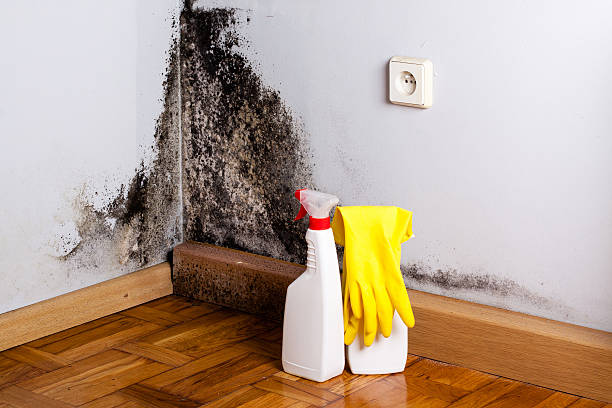 Best Crawl Space Mold Remediation in Pleasant Hill, MO