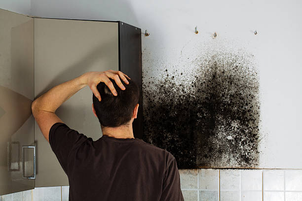 Best Black Mold Remediation in Pleasant Hill, MO