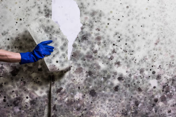 Best Kitchen Mold Remediation in Pleasant Hill, MO