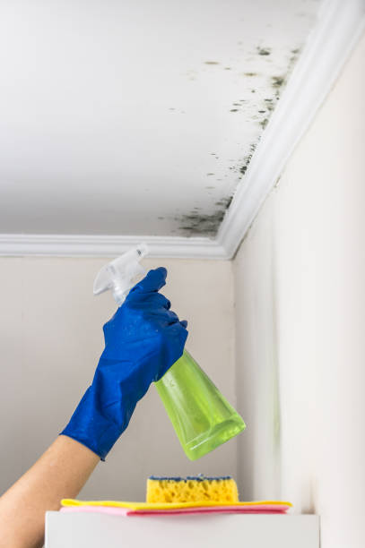 Best Industrial Mold Remediation in Pleasant Hill, MO